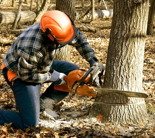 Tree Removal in Thompson, PA